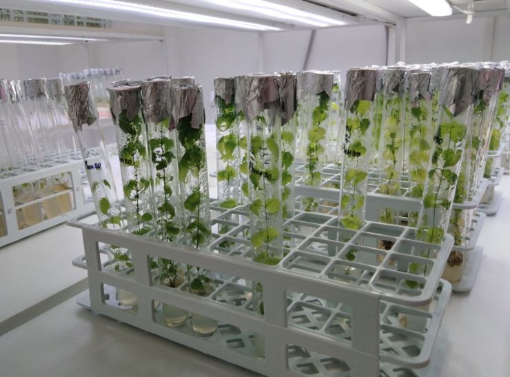 khmel in vitro